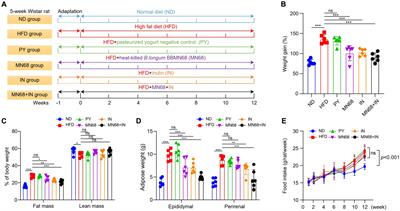 Heat-killed Bifidobacterium longum BBMN68 and inulin protect against high-fat diet-induced obesity by modulating gut microbiota